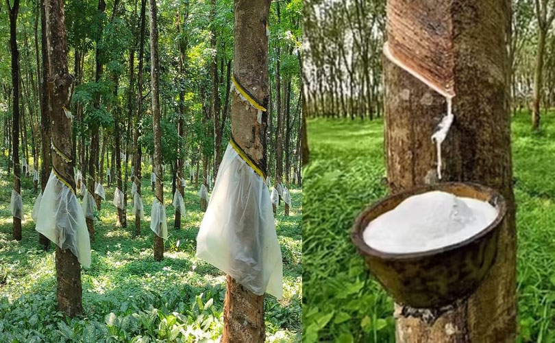 റബ്ബർ വിപണിയിൽ റെക്കോർഡ് കുതിപ്പ്: ആശ്വാസത്തിൽ കർഷകർ.
